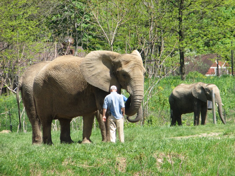Elephants, Pittsburgh Zoo